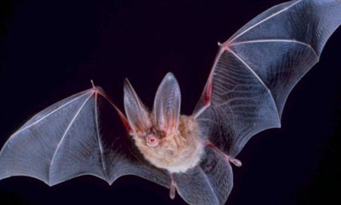 Encuentran genomas de nuevos coronavirus en murciélagos