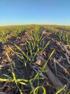 Las bajas temperaturas no dañaron los cultivos en Río Cuarto y zona