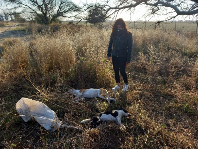 Matanza de perros a balazos conmociona a Huinca Renancó