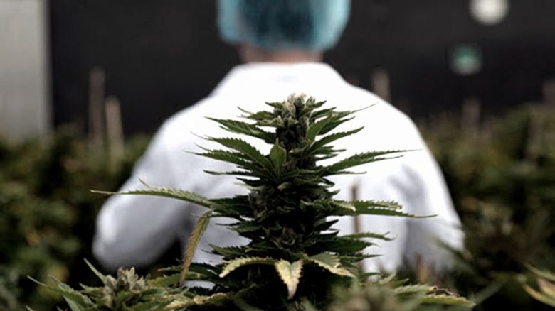 El Senado aprobó el marco regulatorio de producción de cannabis medicinal