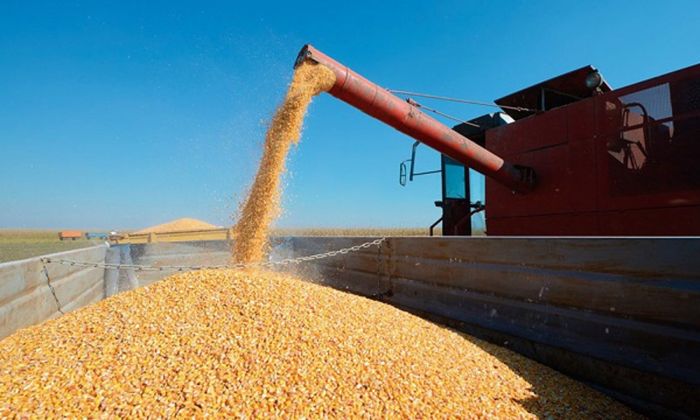La cosecha de maíz provincial termina con buenos rendimientos pese a que se pronosticaba un año de Niña débil