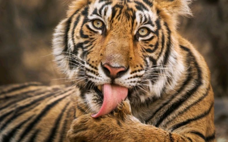 Dos tigres de Sumatra se contagiaron coronavirus en un zoológico