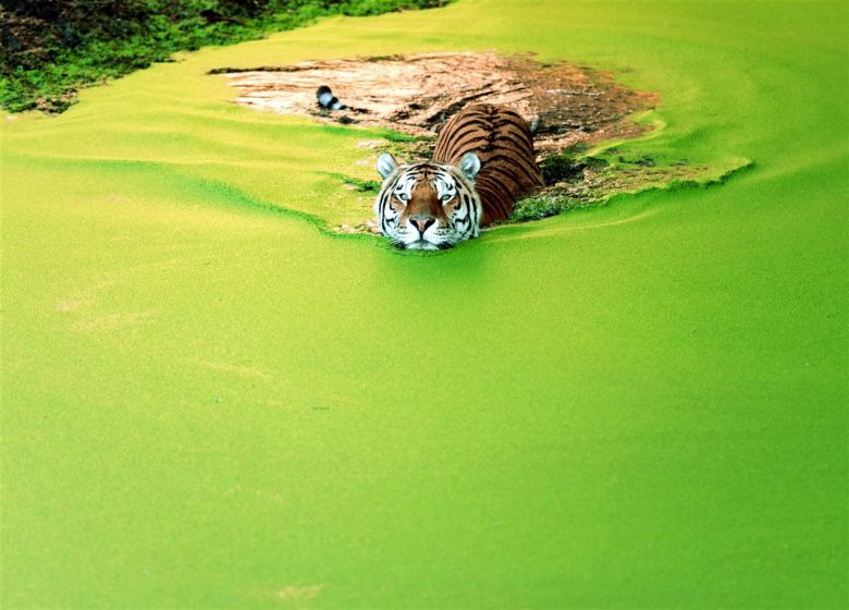 El gato al agua