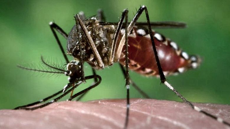 Piden extremar medidas de prevención ante una nueva temporada de dengue
