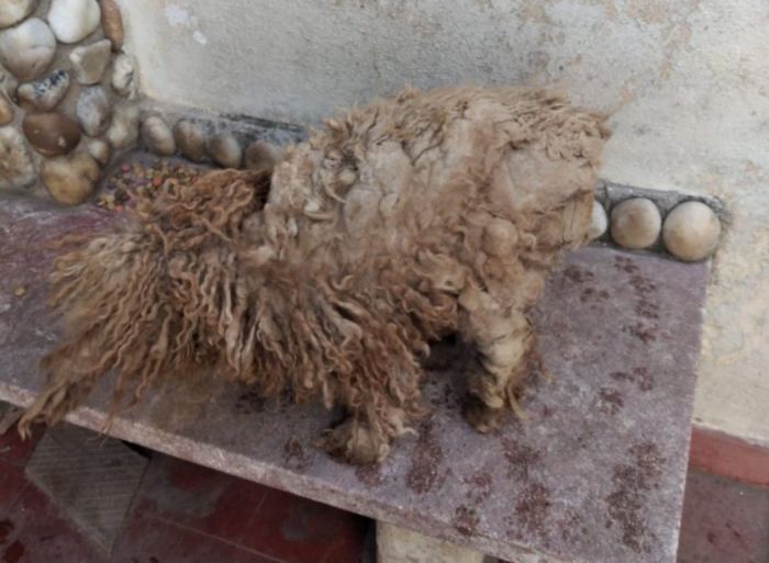La Asociación Protectora de Animales rescató a tres perros 