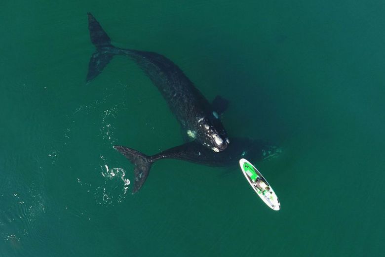 La historia detrás de las increíbles fotos y videos de dos ballenas jugando con un kayak en Puerto Madryn