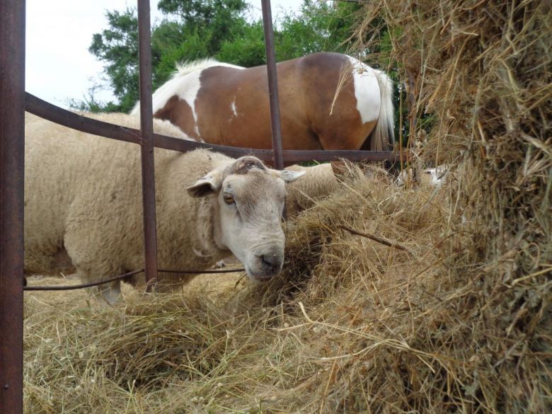 El agrotécnico del Instituto Pizzurno de Sampacho cuanta con su propio tambo ovino
