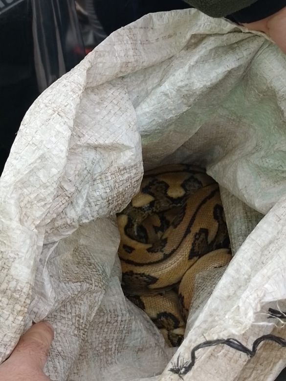 Un ciudadano viajaba en remis trasladando dos serpientes pitón