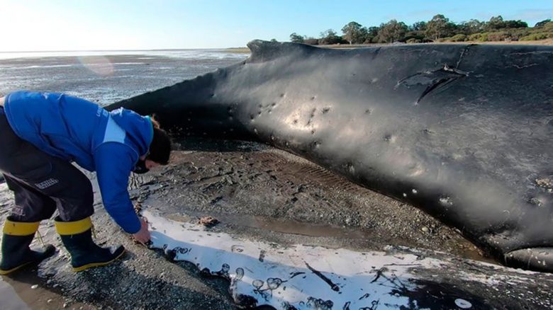 Un ejemplar de ballena yubarta murió varado en Chubut y piden a la población que no se acerque