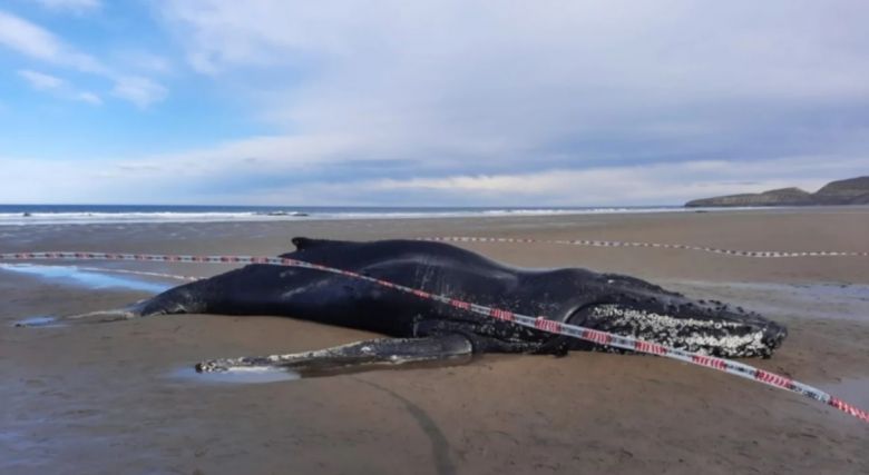 Un ejemplar de ballena yubarta murió varado en Chubut y piden a la población que no se acerque