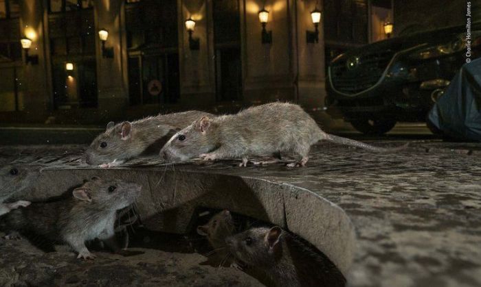 La ciudad de Nueva York sufre un brote de una rara enfermedad relacionada con ratas
