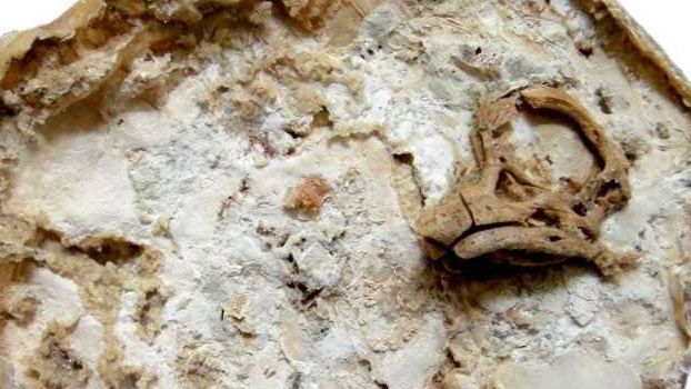Restituyeron un embrión de dinosaurio robado hace 20 años de un sitio arqueológico