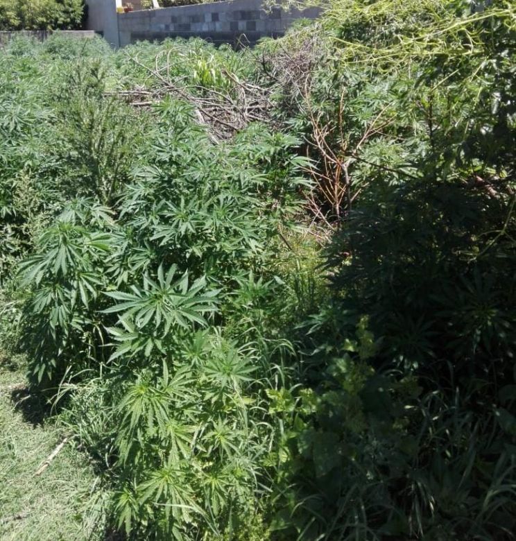 Secuestro de armas de fuego y plantas de marihuana en Las Higueras 