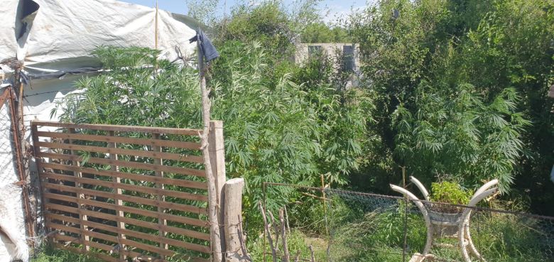 Secuestraron una importante cantidad de plantas de cannabis