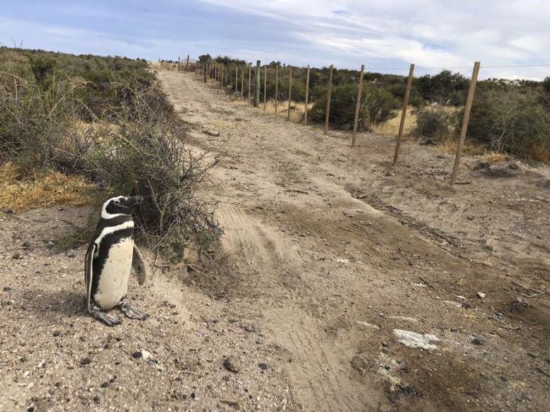 Pingüinos de Punta Tombo: una pelea familiar, detrás de la masacre de 292 pichones y huevos