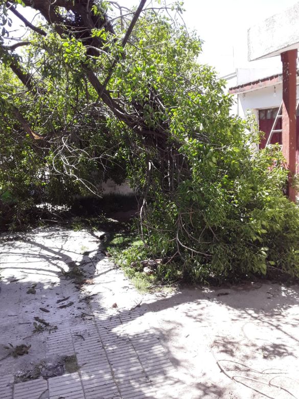 Tras la tormenta, piden que el Municipio retire un árbol que bloquea el ingreso a una vivienda 