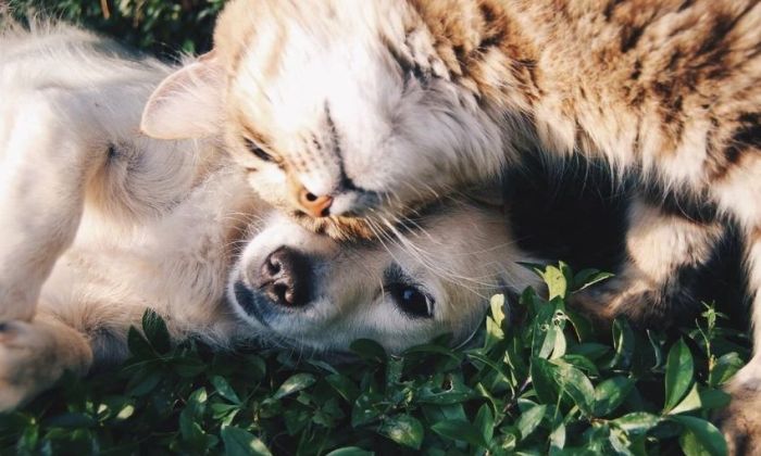 Ola de calor: cómo cuidar a las mascotas ante las altas temperaturas