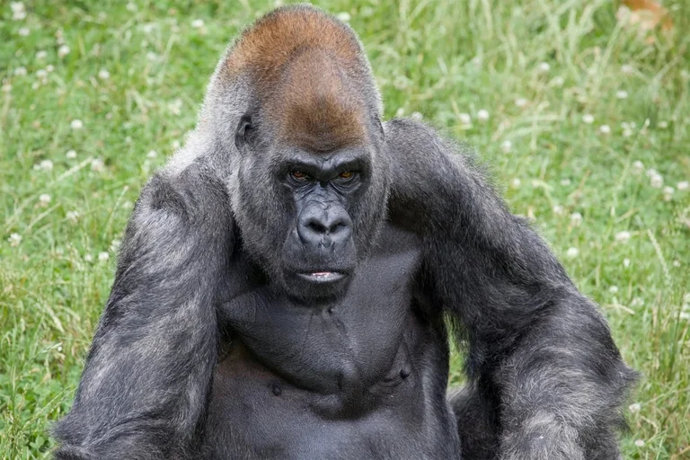 Murió Ozzie, el gorila macho más longevo del mundo: tenía 61 años