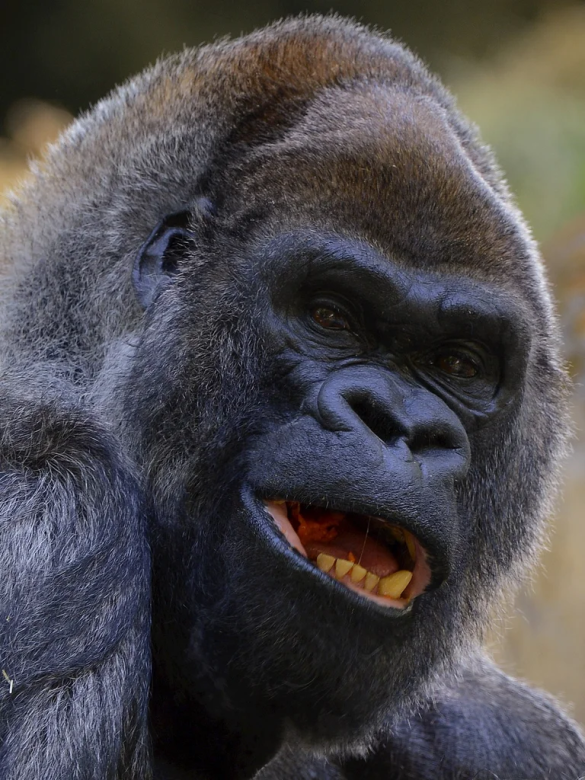Murió Ozzie, el gorila macho más longevo del mundo: tenía 61 años