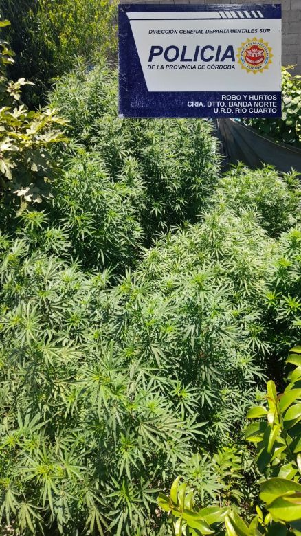 Se incautaron plantas de marihuana en un allanamiento 