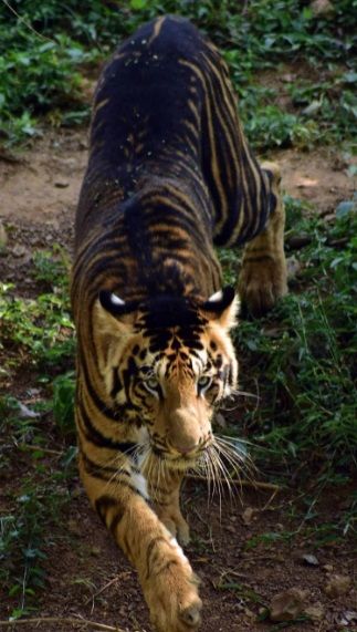 Un fotógrafo retrató a dos extraños tigres negros en India: hay solo ocho especímenes en el mundo
