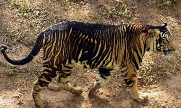 Un fotógrafo retrató a dos extraños tigres negros en India: hay solo ocho especímenes en el mundo
