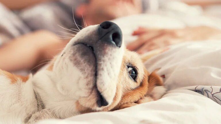 ¿Es posible saber con qué sueñan los perros?