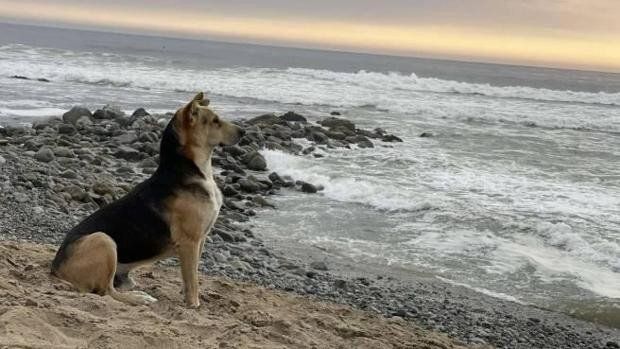 'Vaguito', el perro que acude cada día a la playa para esperar el regreso de su dueño fallecido