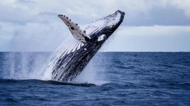 Descubren que las ballenas jorobadas viajan hasta 6.000 kilómetros en busca de una pareja