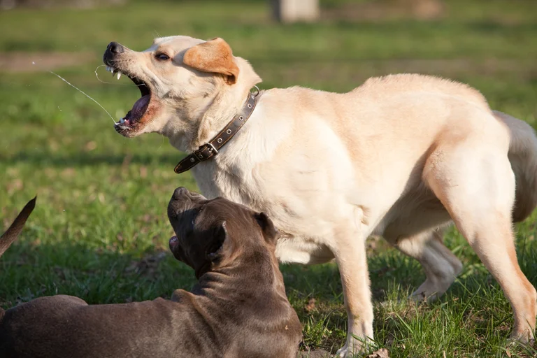 Las 12 formas en las que un perro puede agredir y cómo anticiparse