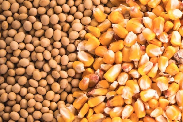 Pequeña amenaza para la soja y precios sostenidos para el maíz