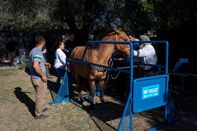 Se desarrollaron tareas de marcación de equinos en barrio Las Delicias