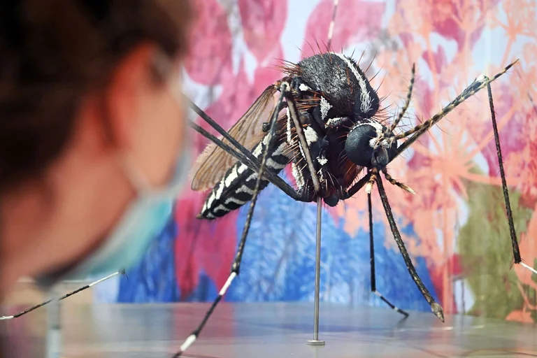 ¿Cómo huelen los mosquitos a los humanos para picarlos?
