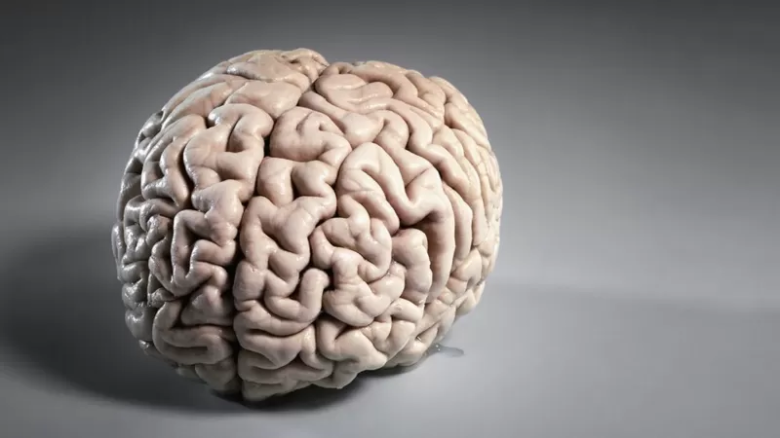 Qué es la materia blanca que compone la mitad de nuestro cerebro (y en qué se diferencia de la materia gris)