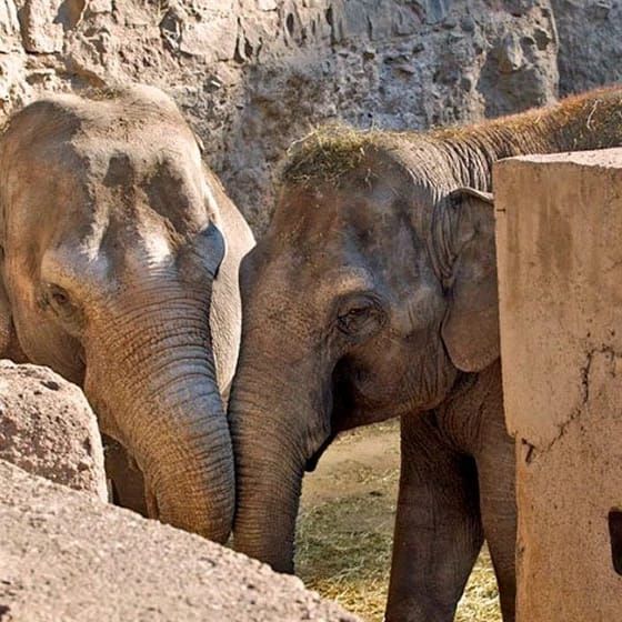 Pocha y Guillermina, dos elefantas mendocinas a punto de lograr su libertad