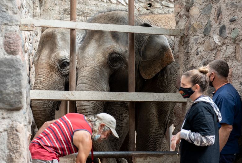 Pocha y Guillermina, dos elefantas mendocinas a punto de lograr su libertad