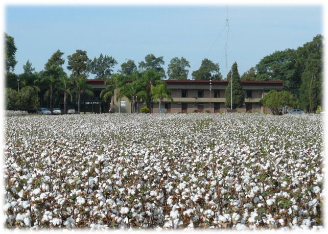 El INTA desarrolló un algodón muy similar al peruano