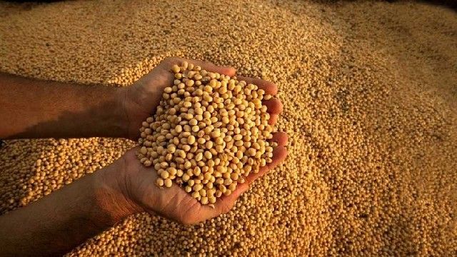 Factores externos siguen presionando sobre los precios de los granos con altas y bajas constantes
