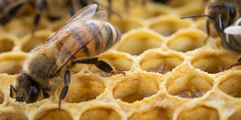 "Si la abeja desaparece se perderían 200 mil especies vegetales en la tierra"