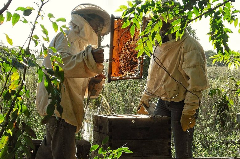"Si la abeja desaparece se perderían 200 mil especies vegetales en la tierra"
