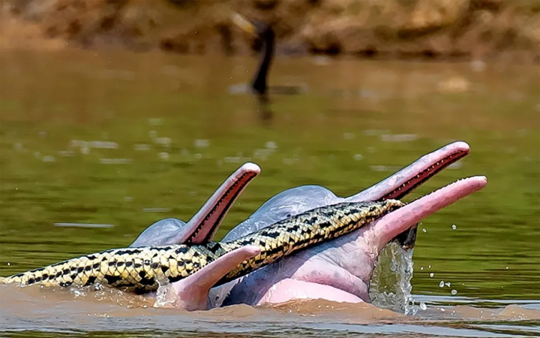 ¿Por qué unos delfines de Bolivia nadaban con una anaconda?