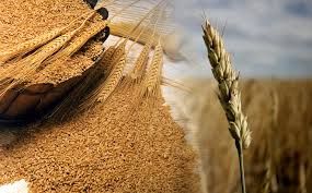 El Diputado Torello presentará un proyecto que lleve a cero los derechos de exportación del trigo