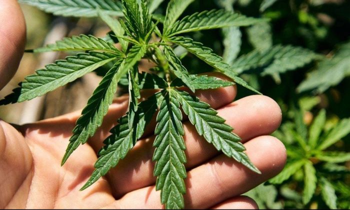 Ley de Cannabis: "Es otro triunfo de la sociedad contra la hipocresía"