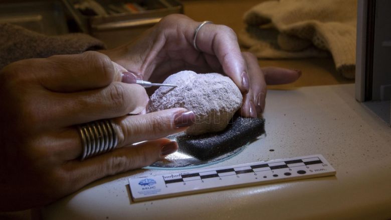 Expondrán más de 200 huevos fósiles de aves cretácicas en la Universidad del Comahue
