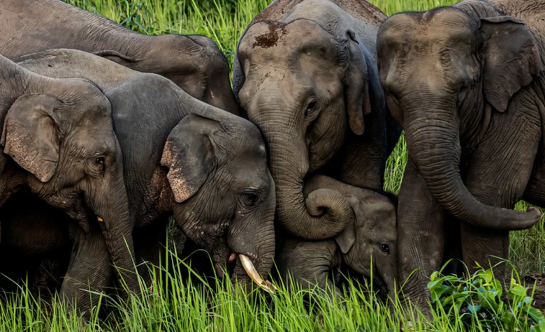 Revelan que los elefantes asiáticos tienen rituales de duelo ante la muerte de un compañero