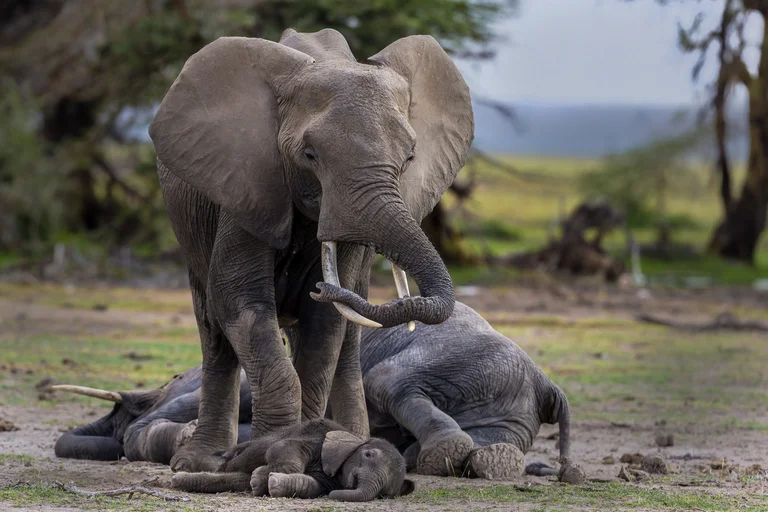 Revelan que los elefantes asiáticos tienen rituales de duelo ante la muerte de un compañero