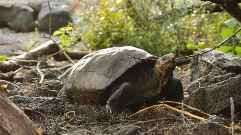 Confirman que Fernanda, la tortuga "fantástica" de Galápagos, pertenece a una especie que se creía extinguida hace más de cien años