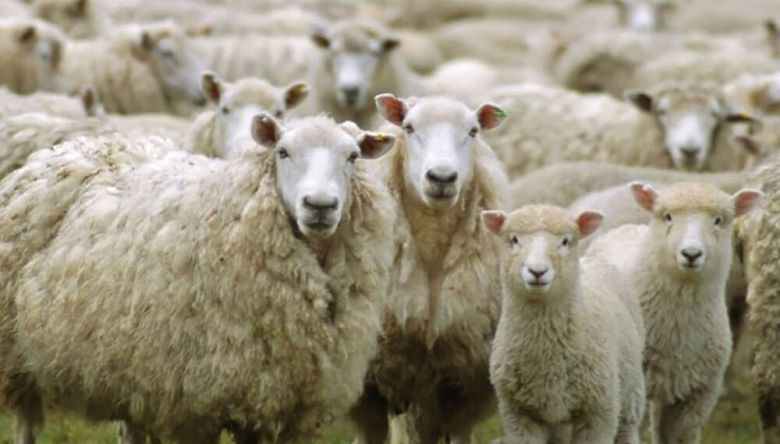 “El departamento Río Cuarto es el que mayor stock ovino tiene en toda la provincia” 