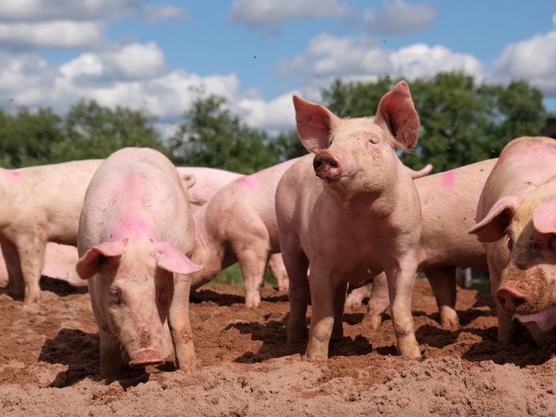El sector porcino recibió un aumento en el precio