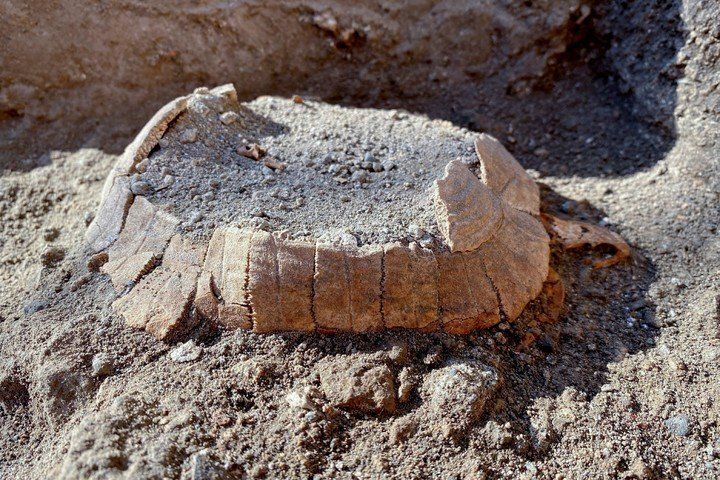 Encontraron en las ruinas de Pompeya una tortuga casi intacta con su huevo nunca puesto